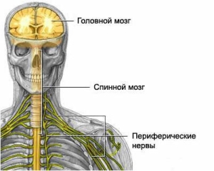 Нервная система